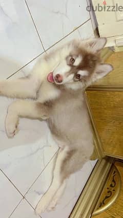 جرو هاسكي husky long hair 0