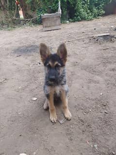 German shepherd جرو جيرمن