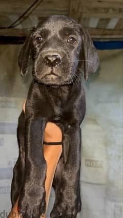 female Labrador retreiver