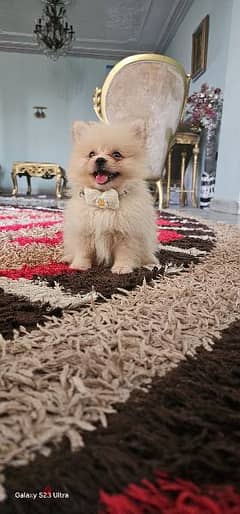 [ بوميرنيان  pomeranian ] 0