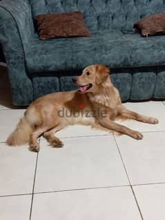 golden retriever pure بنت