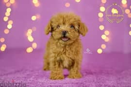 toy poodle teacup female 0