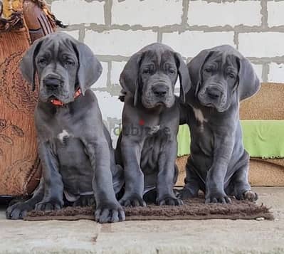 CHAMPION BLOODLINE BLUE greatdane puppies, premium quality