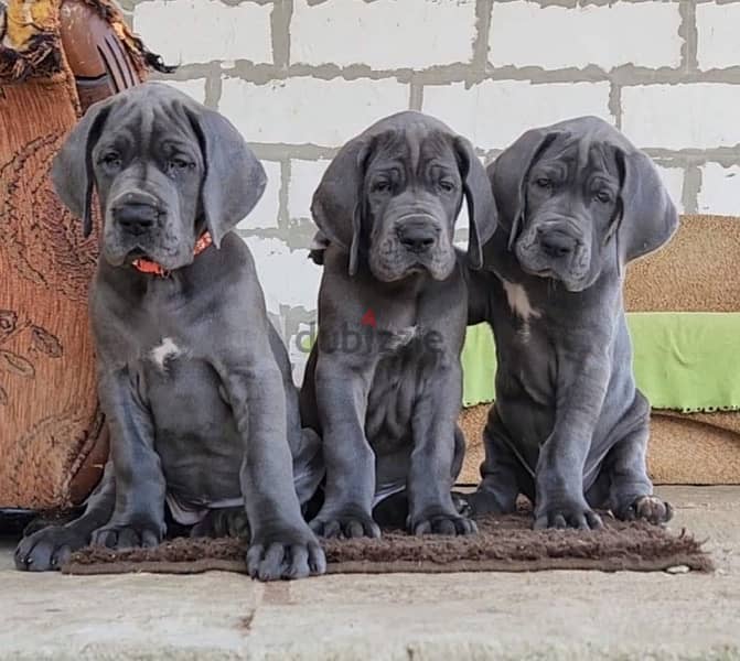 CHAMPION BLOODLINE BLUE greatdane puppies, premium quality 0