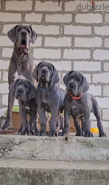 CHAMPION BLOODLINE BLUE greatdane puppies, premium quality 1