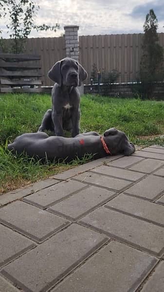 CHAMPION BLOODLINE BLUE greatdane puppies, premium quality 2