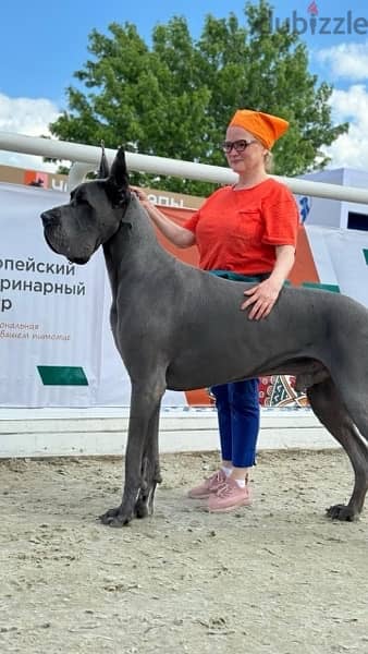 CHAMPION BLOODLINE BLUE greatdane puppies, premium quality 4