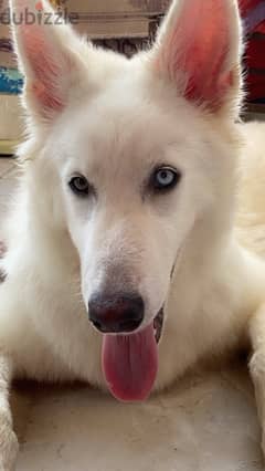 white german shepherd