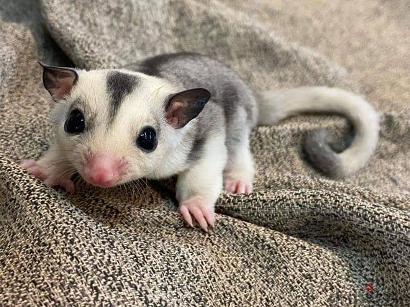 شوجر جلايدر sugar glider هامستر 3