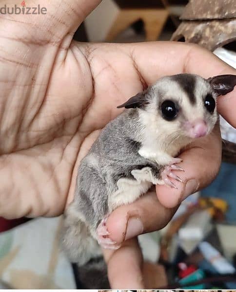 شوجر جلايدر sugar glider هامستر 4