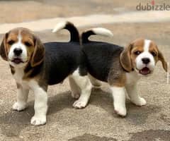 beagle