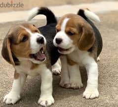 beagle