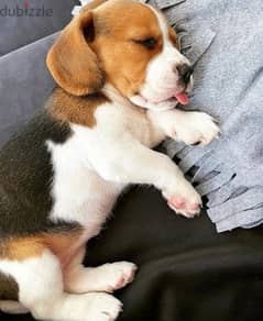 beagle بيجل ٤٥ يوم