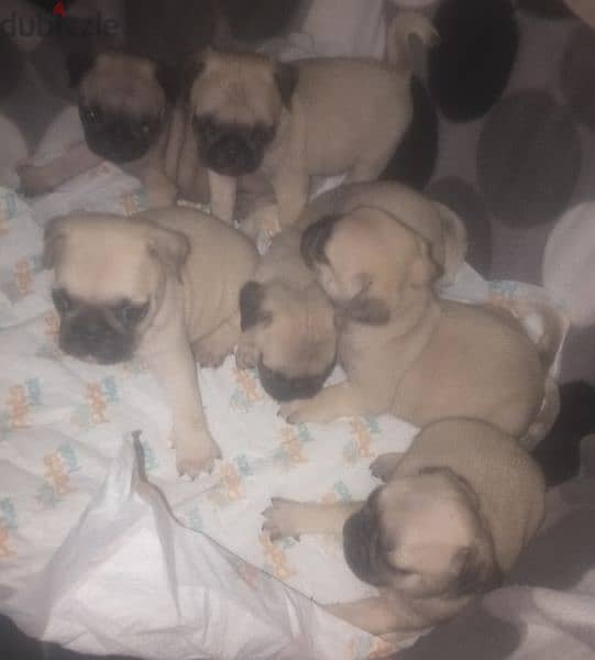 جراوى pug ميني 50 يوم يوجد ذكور 1