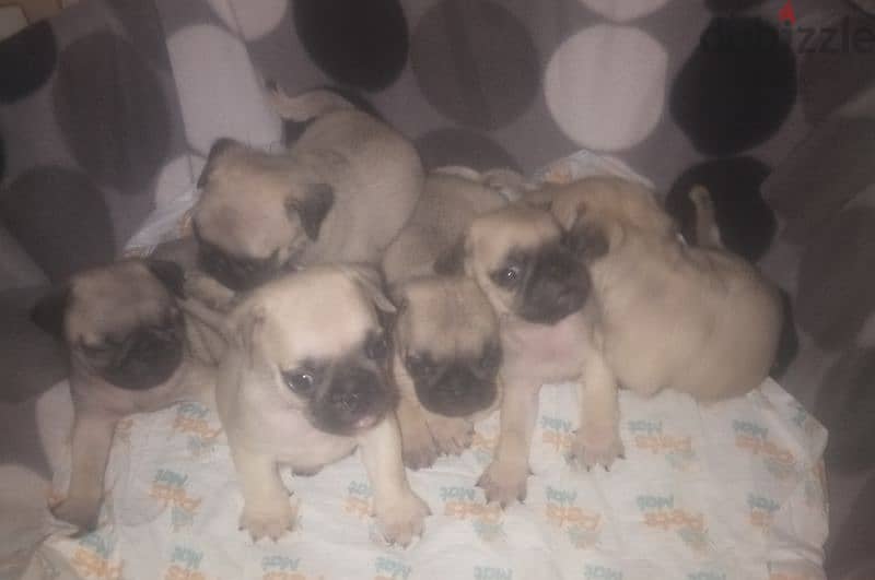 جراوى pug ميني 50 يوم يوجد ذكور 2