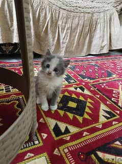 قطط شيرازي علي رومي شهرين
