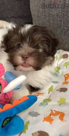 Havanese Puppies