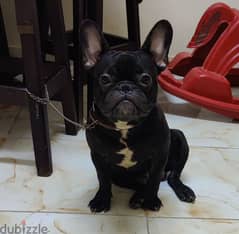 male french bulldog puppy strongest bloodline