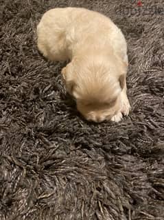 golden retriever puppies 0