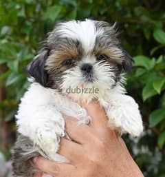 Shihtzu