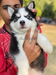 بنت هاسكي puppy husky