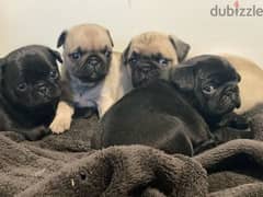 pug