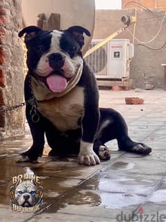 American bully boket