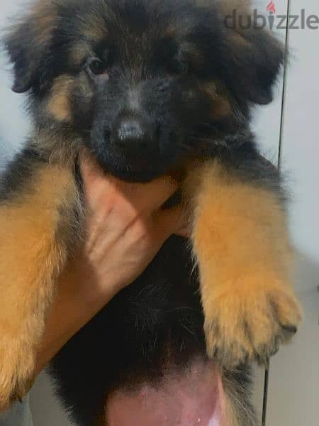 German shepherd puppies 75 days بشهادات نسب fci  أحفاد كسار بطل العالم 4