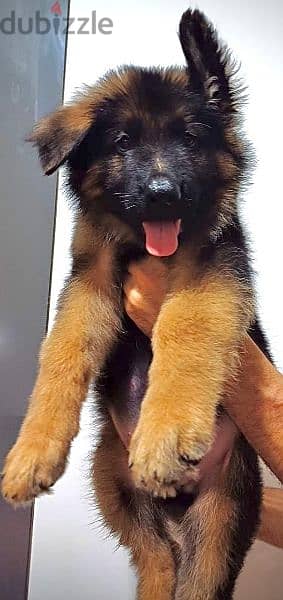 German shepherd puppies 75 days بشهادات نسب fci  أحفاد كسار بطل العالم 5