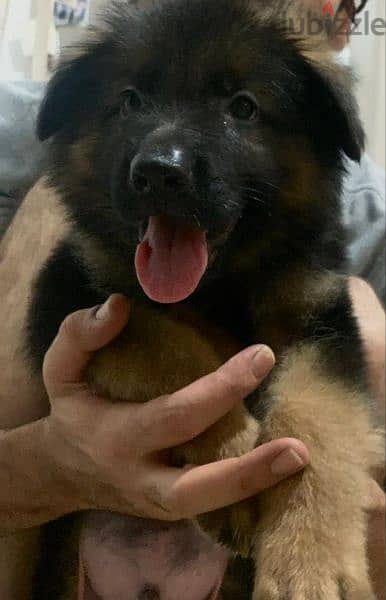 German shepherd puppies 75 days بشهادات نسب fci  أحفاد كسار بطل العالم 6