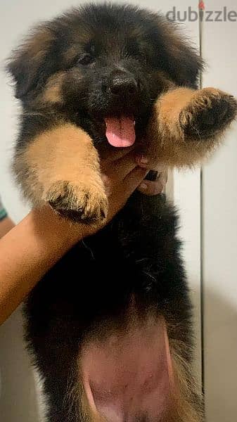 German shepherd puppies 75 days بشهادات نسب fci  أحفاد كسار بطل العالم 7