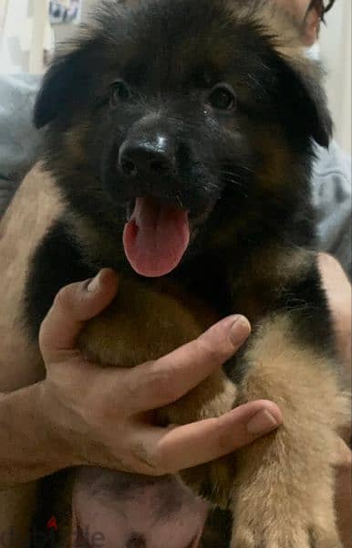 German shepherd puppies 75 days بشهادات نسب fci  أحفاد كسار بطل العالم 8