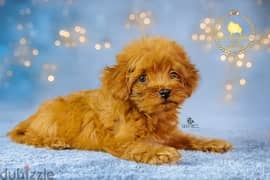 toy poodle teacup