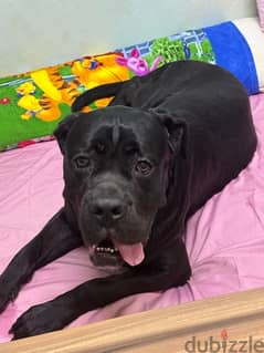 cane corso دكر كين كورسو للجواز من اتقل الدكره في مصر خط دم نقي Jaguar