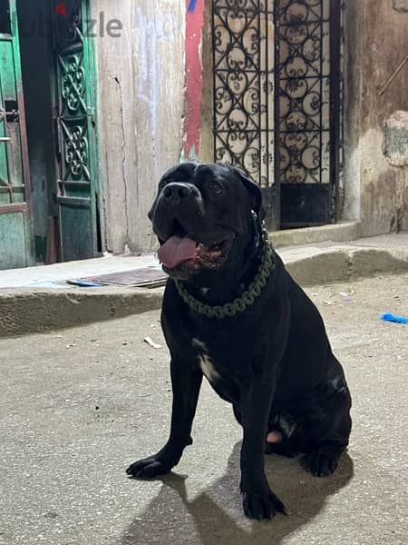 cane corso دكر كين كورسو للجواز من اتقل الدكره في مصر خط دم نقي Jaguar 1