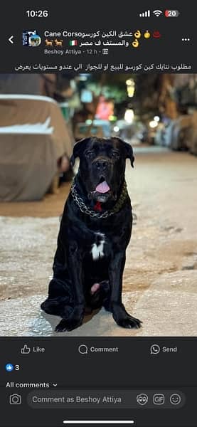 cane corso دكر كين كورسو للجواز من اتقل الدكره في مصر خط دم نقي Jaguar 2