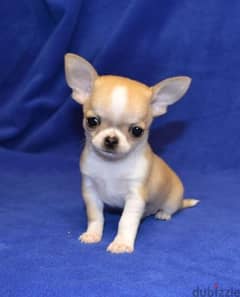 Teacup chihuahua premium quality FCI تيكب شيواوا بيور ابل هيد شورت هير