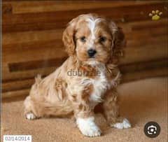 Dogs puppy cokapoo