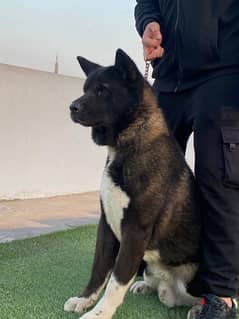 EGY BEAR’S BLOOD LINE ,American Akita ذكر للبيع 0