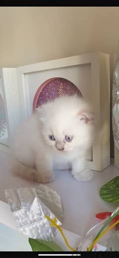 male snow white Scottish fold kitten