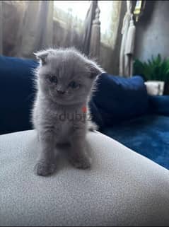 female Scottish fold kitten