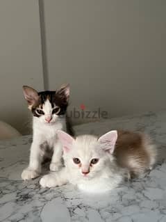 male and female cats for adoption