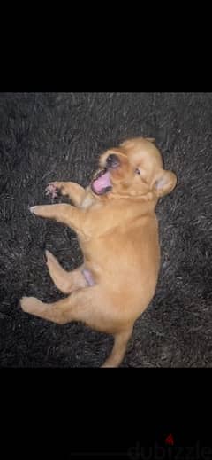 golden retriever male puppy