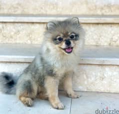 Female mini pomeranian 0