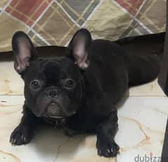 male french bulldog puppy strongest bloodline 0