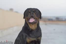 Rottweiler for mating