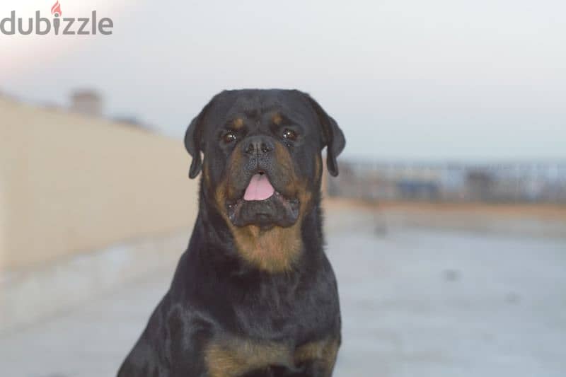 Rottweiler for mating 1