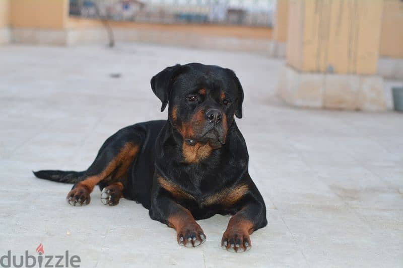 Rottweiler for mating 2