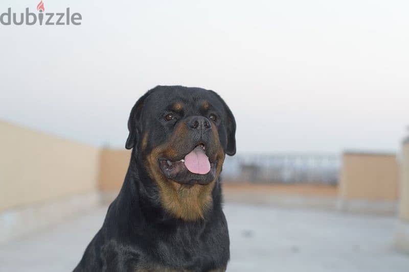 Rottweiler for mating 3