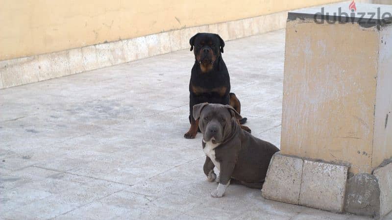 Rottweiler for mating 6